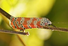Hypodryas inexpectata - Punktbärenspinner
